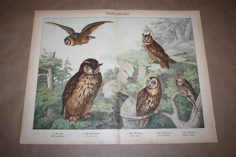  - Antieke kleurenlithografie - Roofvogels - Uilen - oa Ransuil Oehoe enz.