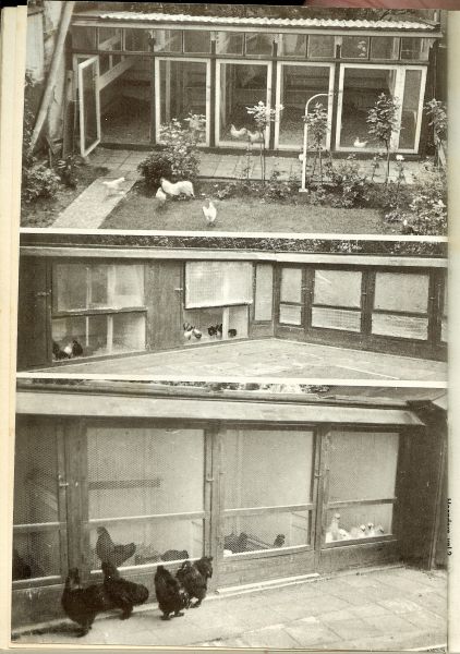 Gink.c.s.th.van ... Ontwikkeling van het ei in het lichaam van een hen - Hoenders ... Houden, huisvesten en verzorgen met 22 foto's en 25 tekeningen bewerkt door A.C.Banning - Vogelporl