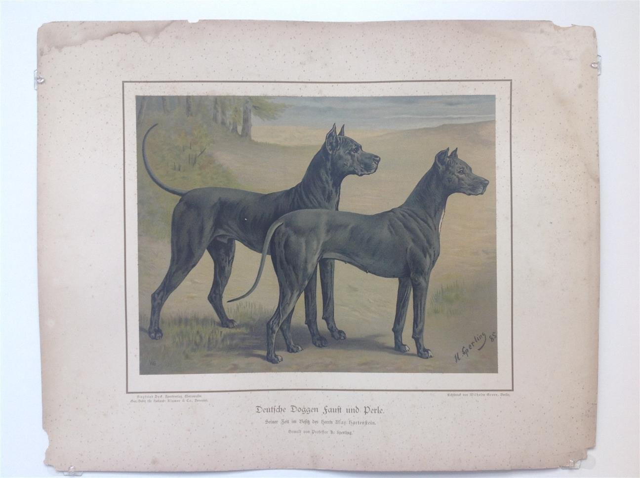 H. Sperling - lithograaf : Wilhelm Greve - (DECORATIEVE PRENT,  LITHO - DECORATIVE PRINT, LITHOGRAPH -) Rashond - Duitse dog - grote Deense hond blauw / Great dane blue