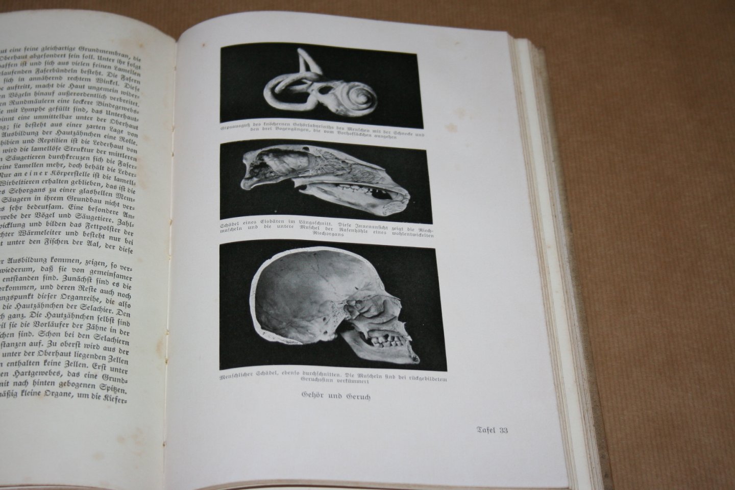 Friedrich Maurer - Der Mensch und seine Ahnen