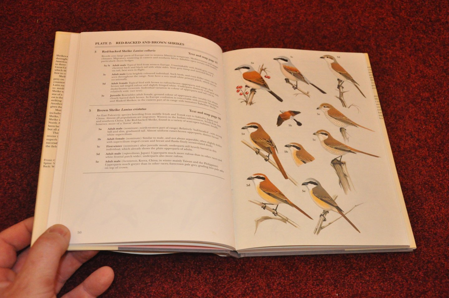 Lefranc, Norbert / Worfolk, Tim - Shrikes. A guide to the shrikes of the World