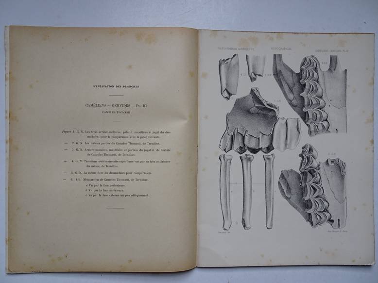 Pomel, A.. - Paléontologie monographies/ caméliens et cervidés; carte géologique de l'Algérie.