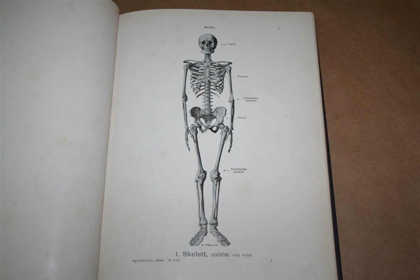 Werner Spalteholz, Wilhelm His - Handatlas der Anatomie des Menschen — Band. 1. Knochen, Gelenke, Bänder — Mit unterstützung von Wilhelm His