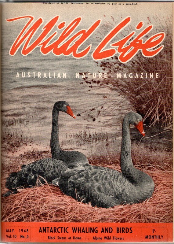 MORRISON, P. Crosbie [Editor] - Wild Life - Australian Nature Magazine - From June 1942 - June 1948 - 7 years in 7 volumes.