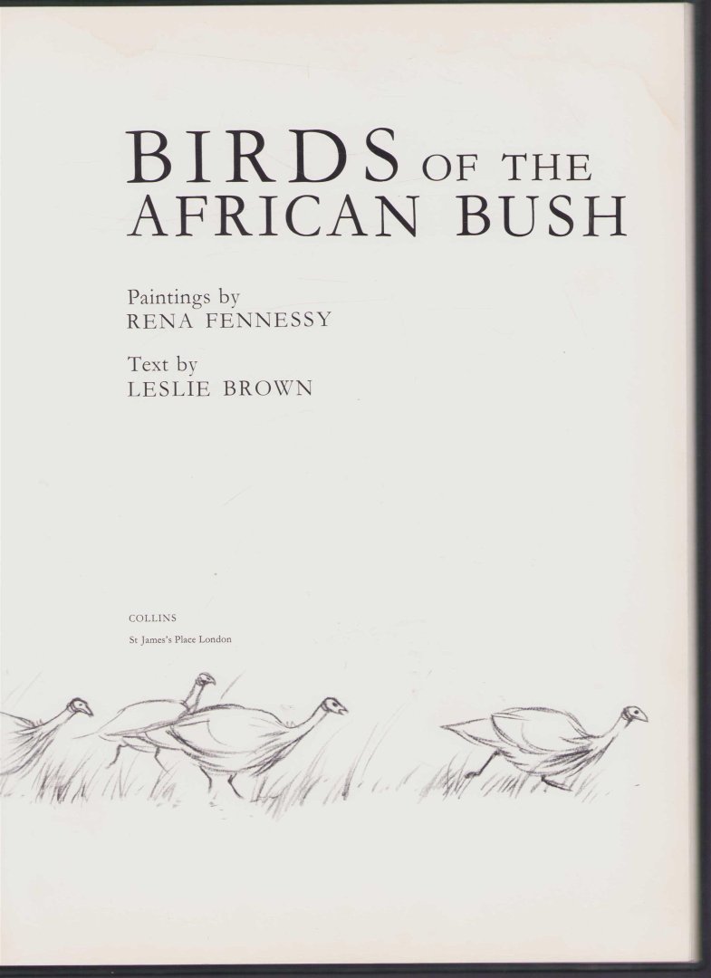 Rena Fennessy - Birds of the African bush