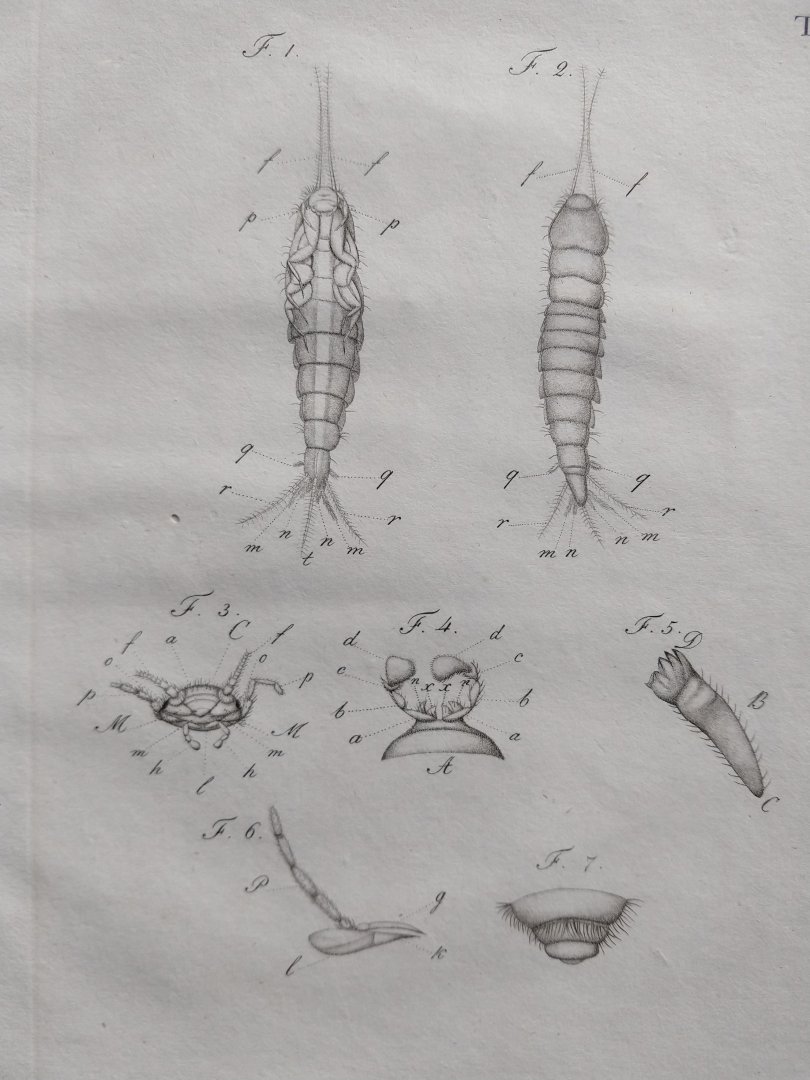Treviranus, Gottfried Reinhold und Treviranus, Ludolf Christian. - Vermischte Schriften anatomischen und physiologischen Inhalts. Fortsetzung der abhandlungen über den innen bau der ungeflugelte insekten