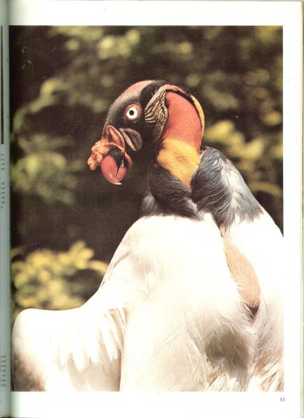 Hoek van de K.A. & W.J.van de Brink - Het leven der Roofvogels...Evolutie en fossielen de roofvogels,kenmerkende eigenschappen van roofvogels, jacht en voedsel, voortplanting, trek,