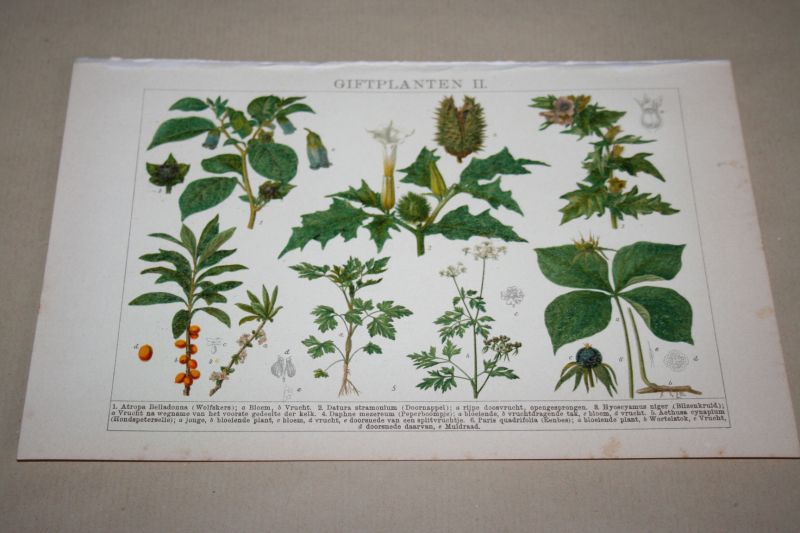  - 2 antieke kleuren lithografieën - Giftige planten   - circa 1905