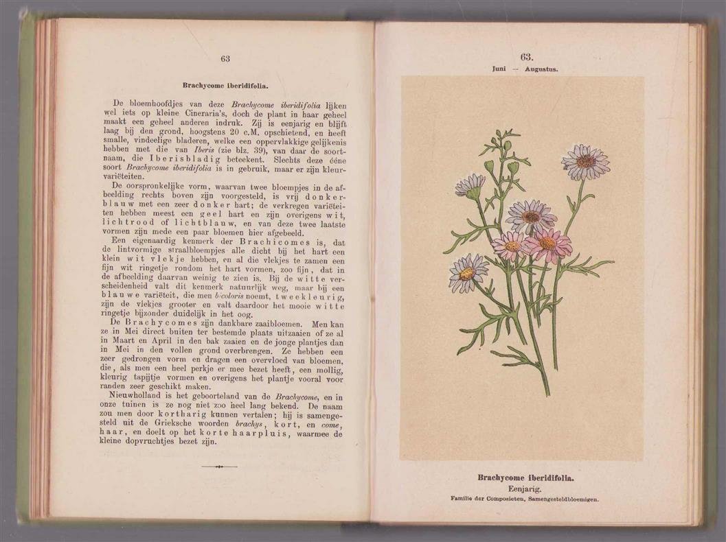 Uildriks, F.J. van - Onze bloemen in den tuin, de mooiste en meest gebruikte tuinbloemen