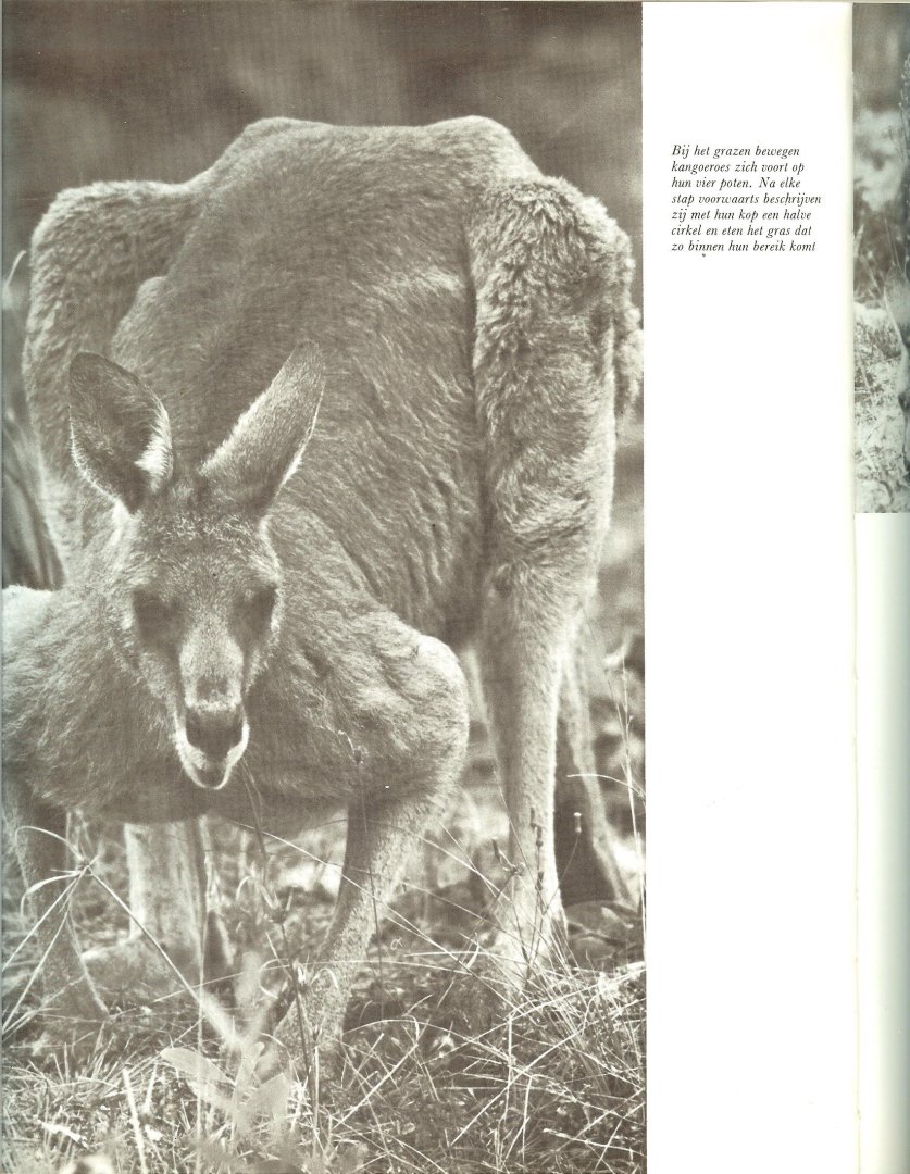 Breeden, Stanley en Kay - Kangoeroe  .. Ons leven met buurman ..  kangoeroe