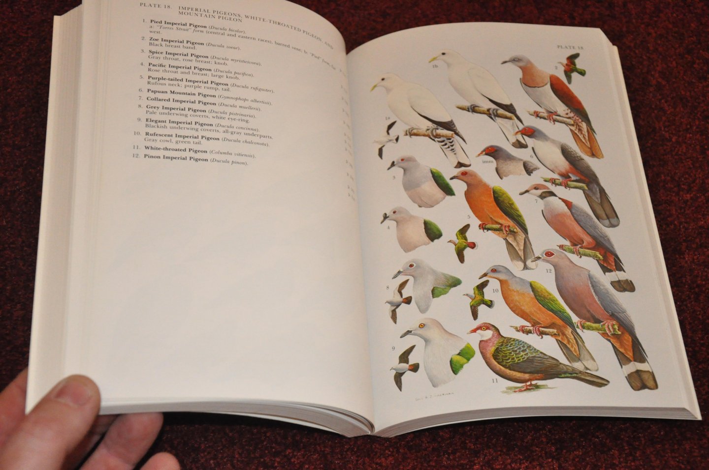 Beehler, Bruce M. / Pratt, Thane K. / Zimmerman, Dale A. - Birds of New Guinea