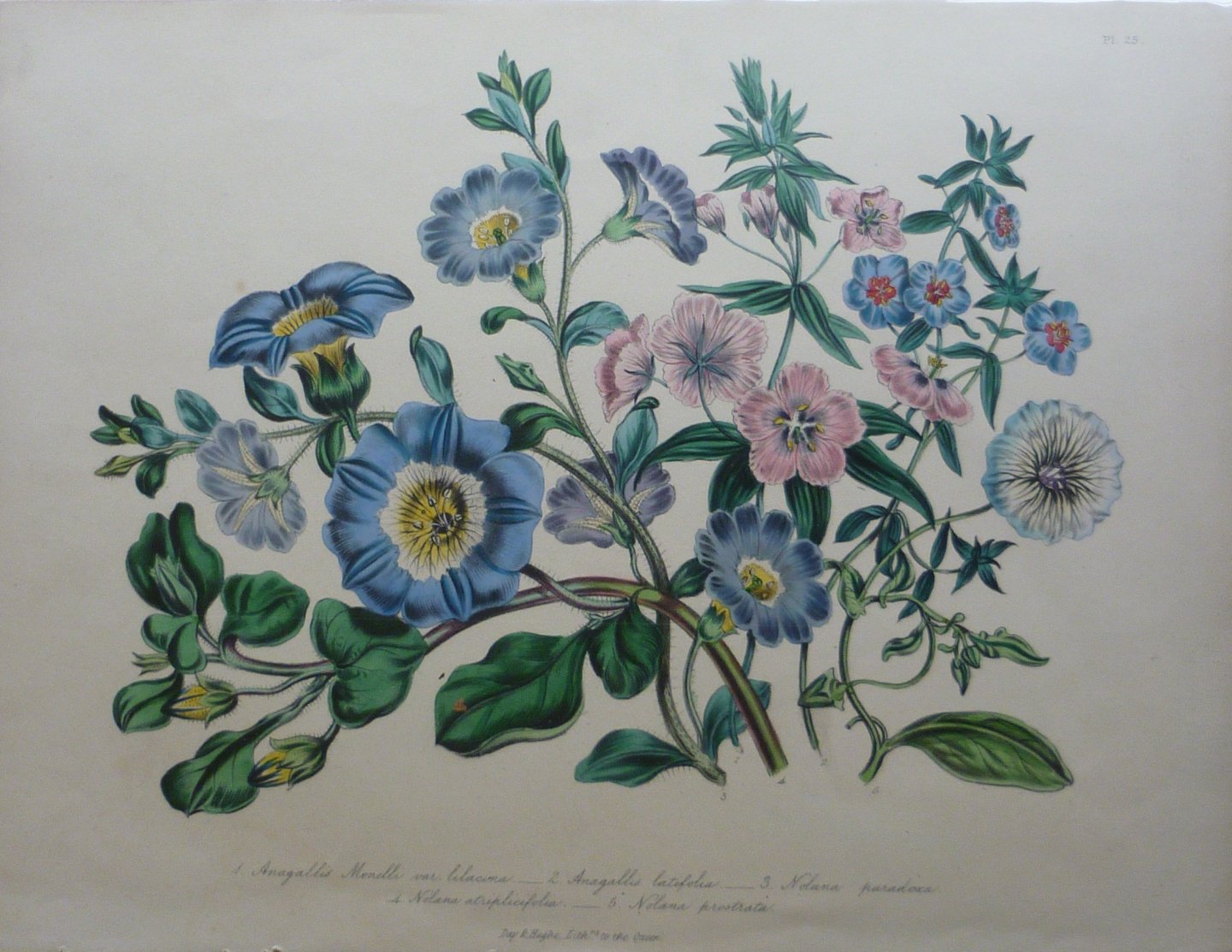 Loudon, Jane Webb - The Ladies' Flower Garden Originele litho Pl 25