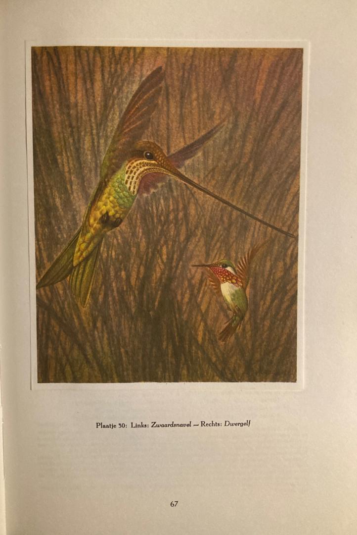 Sutter, E. & W. Linsenmaier - Paradijsvogels en kolibries. Beelden uit het leven der tropische vogels.