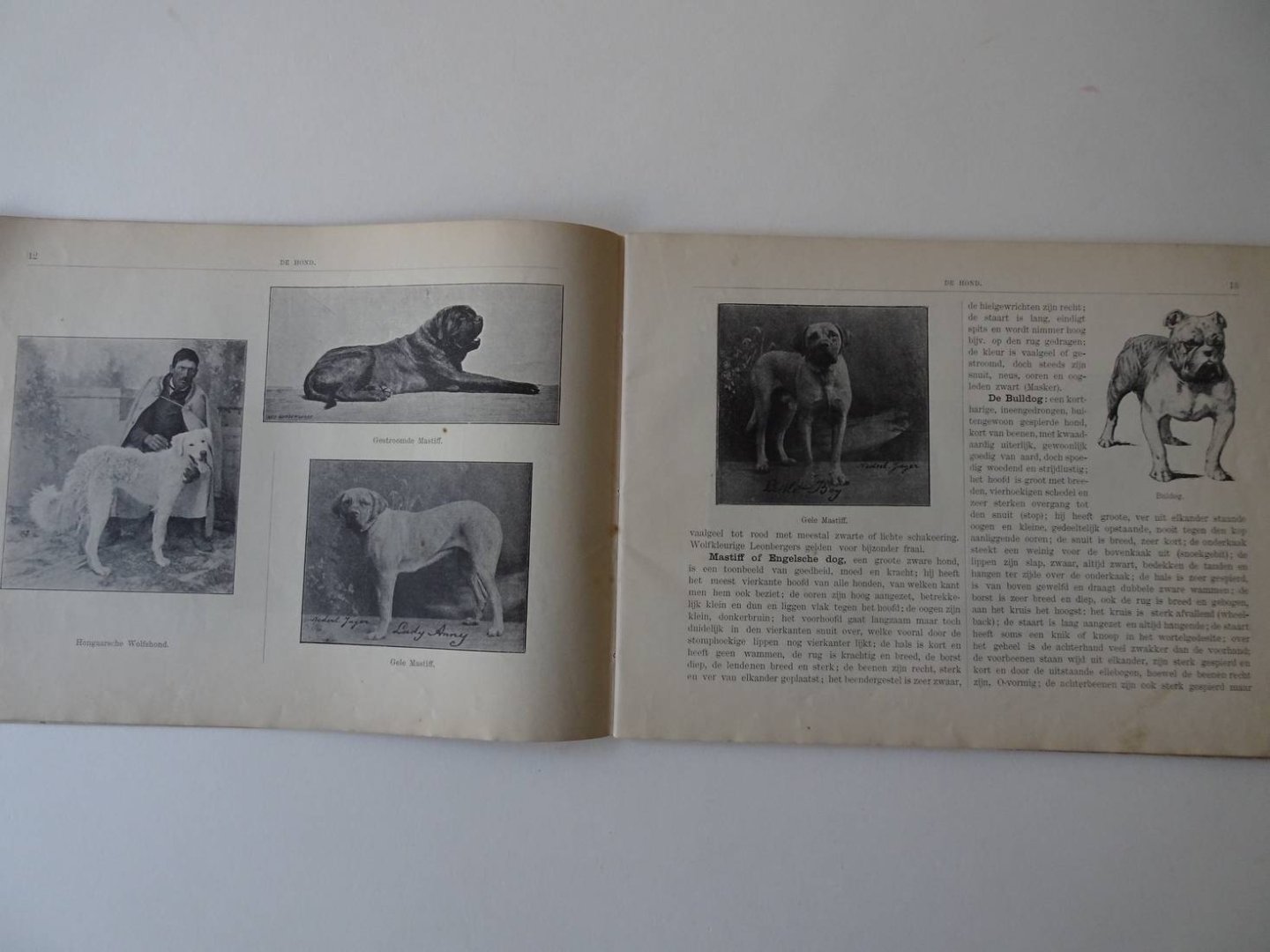 Stüven, W.S.. - De hond, zijn lichaamsbouw en zijne inwendige organen. Aanschouwelijk voorgesteld door 5 gekleurde, beweegbare platen en verklarenden tekst, voor fokkers en liefhebbers van honden.