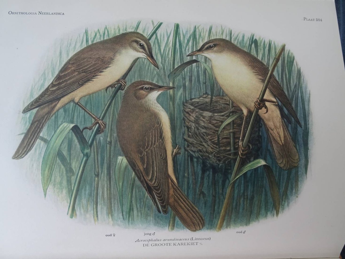 Oort, E.D. van. - Ornithologia Neerlandica. De vogels van Nederland.