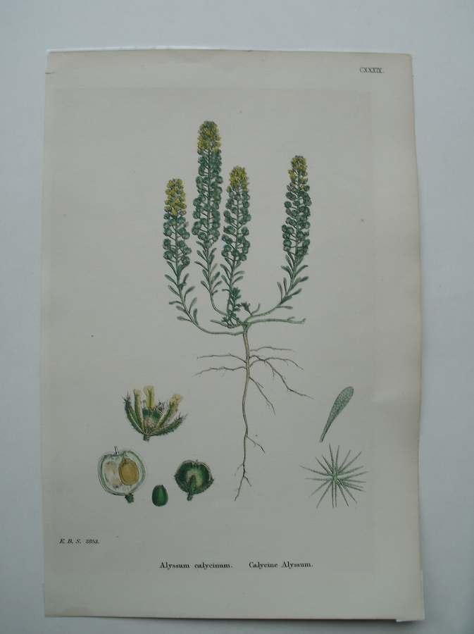 antique print (prent). - Alyssum Calycinum. Calycine Alyssum. E.B.S. 2853. (Bleek schildzaad).
