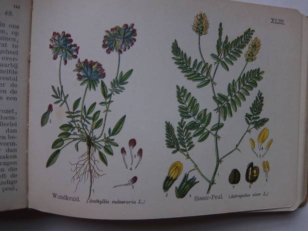 Slooten, A. van. - Kleine plantenatlas. Inleiding tot de kennis der flora van Nederland en daarbuiten.