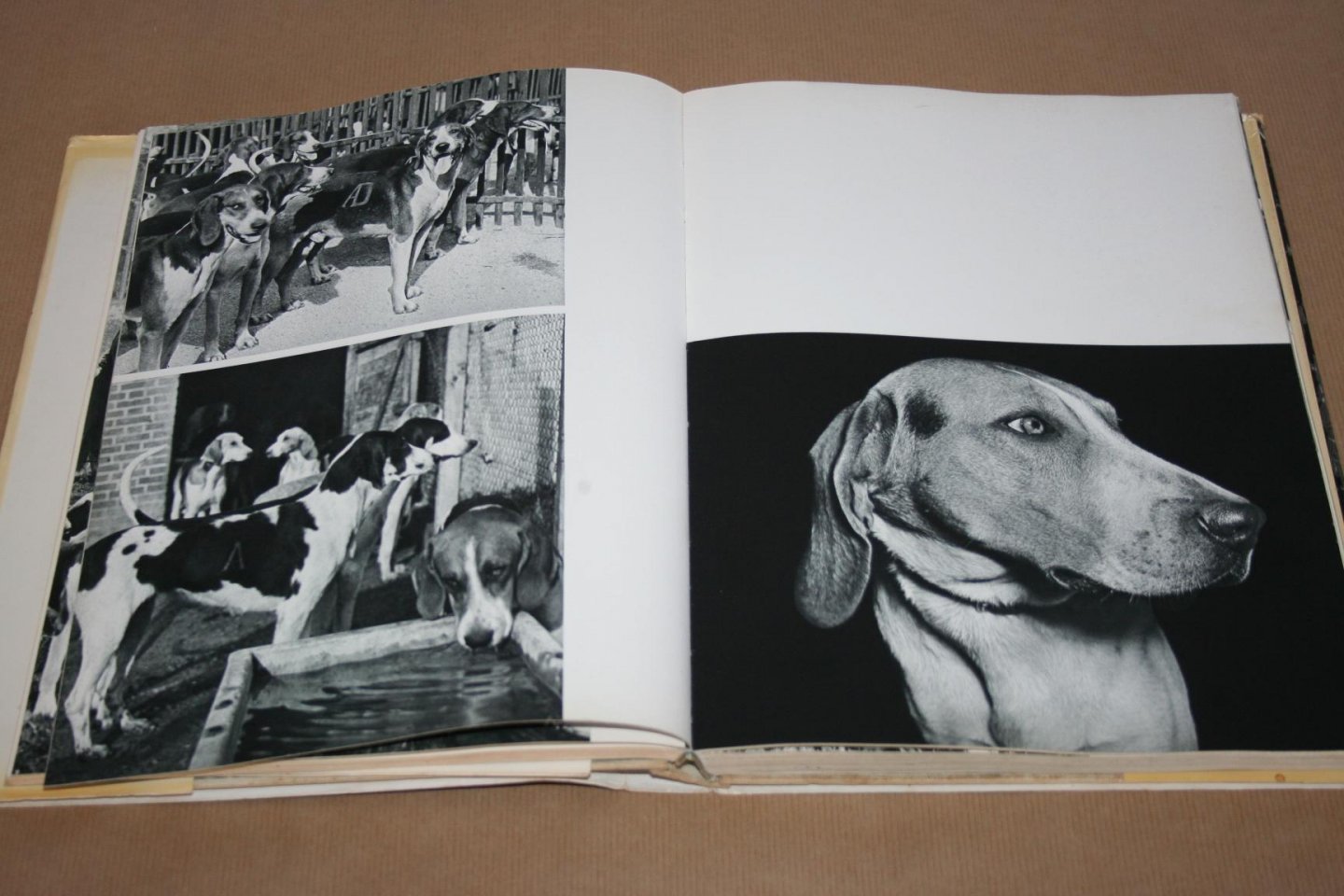 Jean Emile Benech - Jagdhunde - Ein Bildbuch mit 222 Photographien