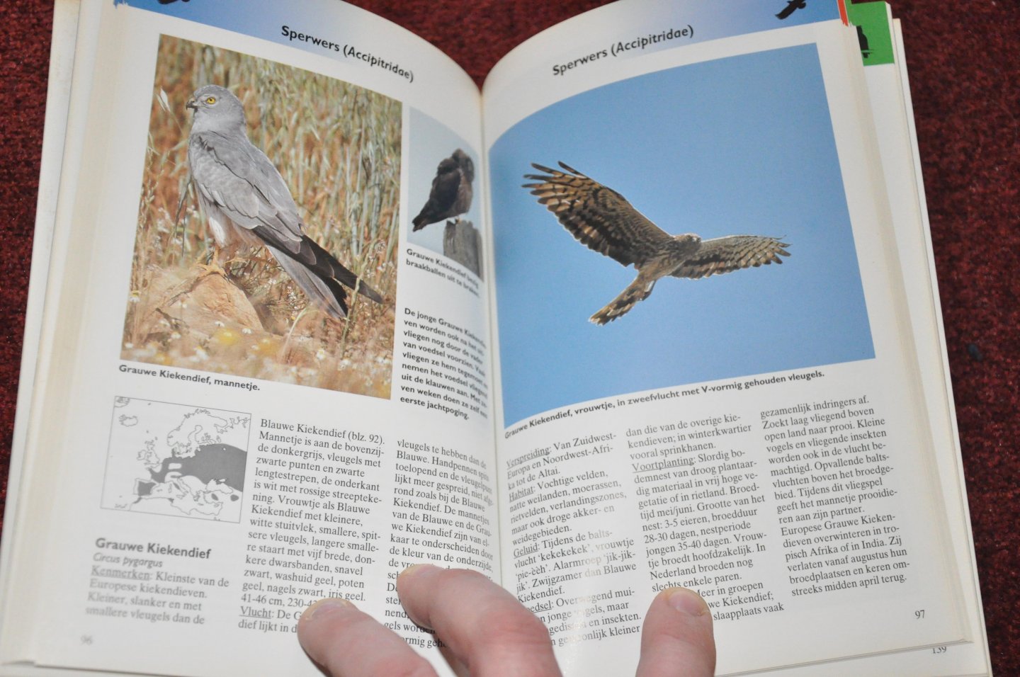Nicolai, Jürgen - Roofvogels en Uilen. Met vliegbeelden en ruim 200 natuurgetrouwe afbeeldingen