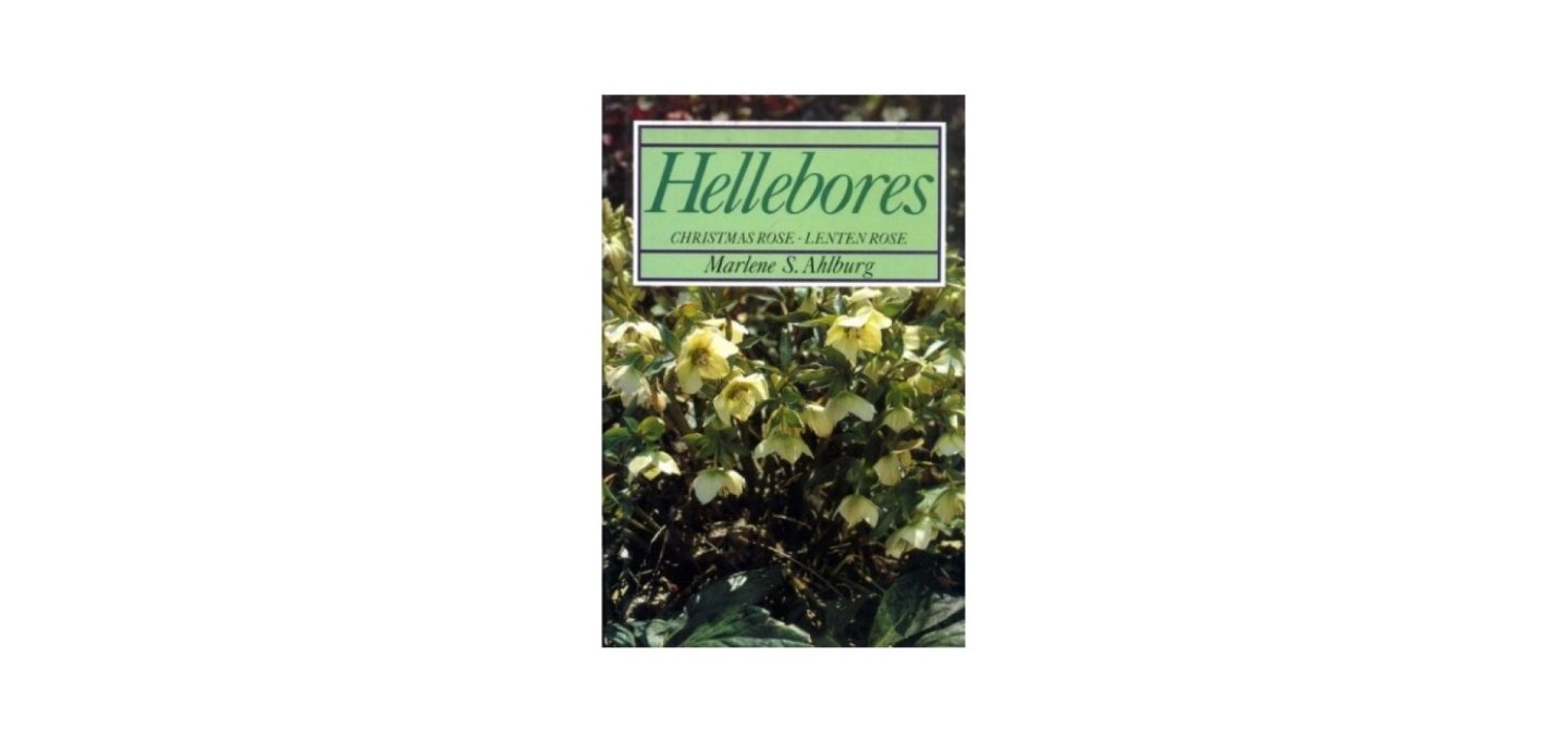 Ahlburg, Marlene Sophie - Hellebores: Christmas Rose, Lenton Rose