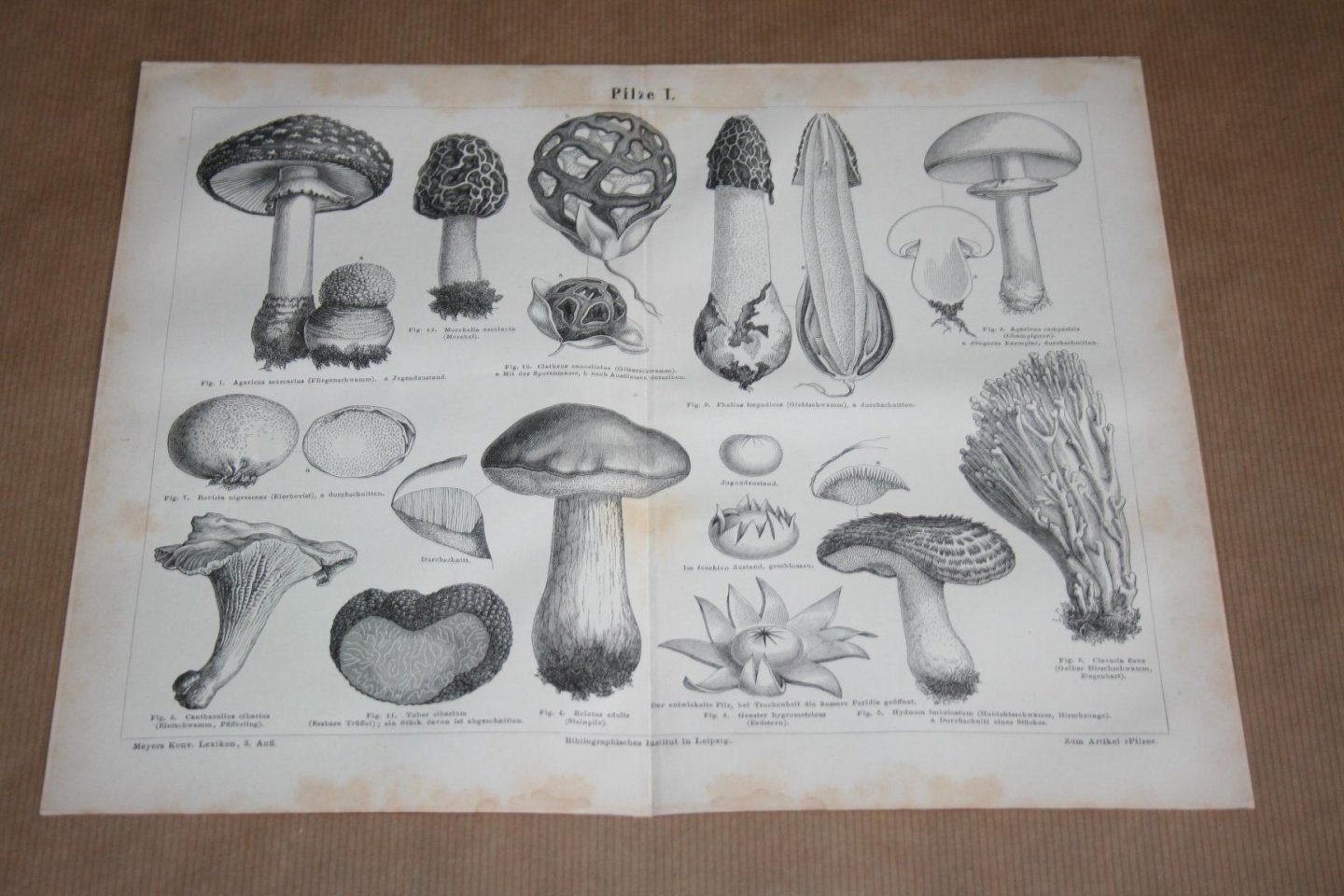  - 2 antieke prenten - Diverse soorten paddestoelen  - Circa 1875