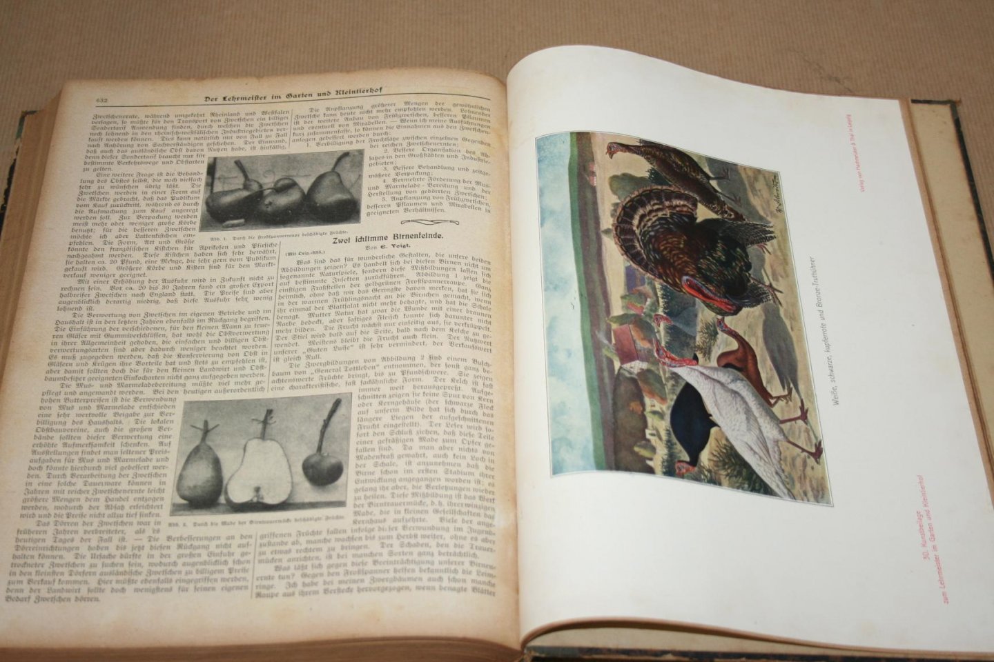 Schneider & Roth - Der Lehrmeister im Garten und Kleintierhof  -- Illustrierte Wochennzeitschrift für Obst-, Gartenbau und Blumpflege, sowie für Geflügel-, Hunde-, Kaninchen-, Schweine-, ziegen-, Fisch- und Bienenzucht, Aquarien- und Terrarienkunde  7. Jahrgang - 1913