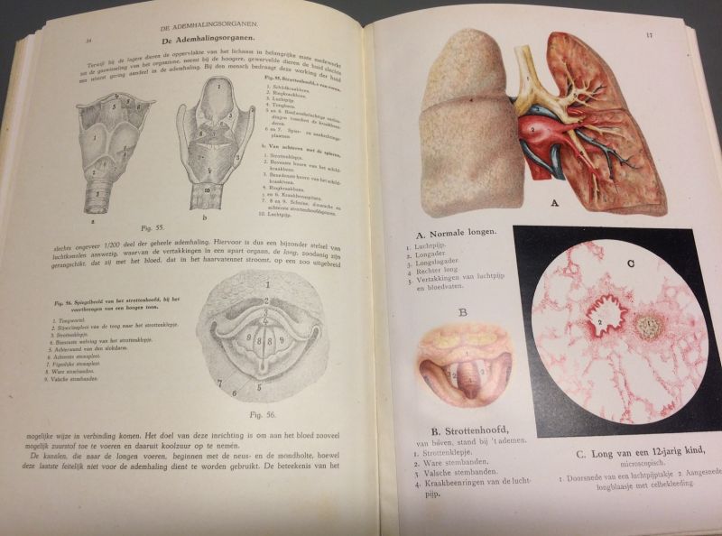 Meijer, L.S. - Het menschelijk lichaam : atlas der ontleedkunde van de mensch. Bewerkt naar Frey's atlas der anatomie des menschen.