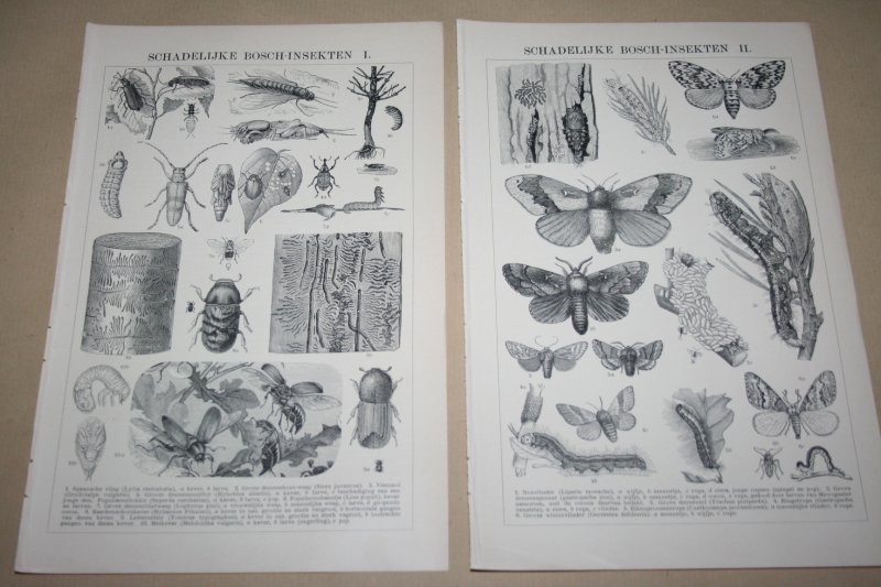  - 2 oude prenten - Schadelijke insecten - circa 1900