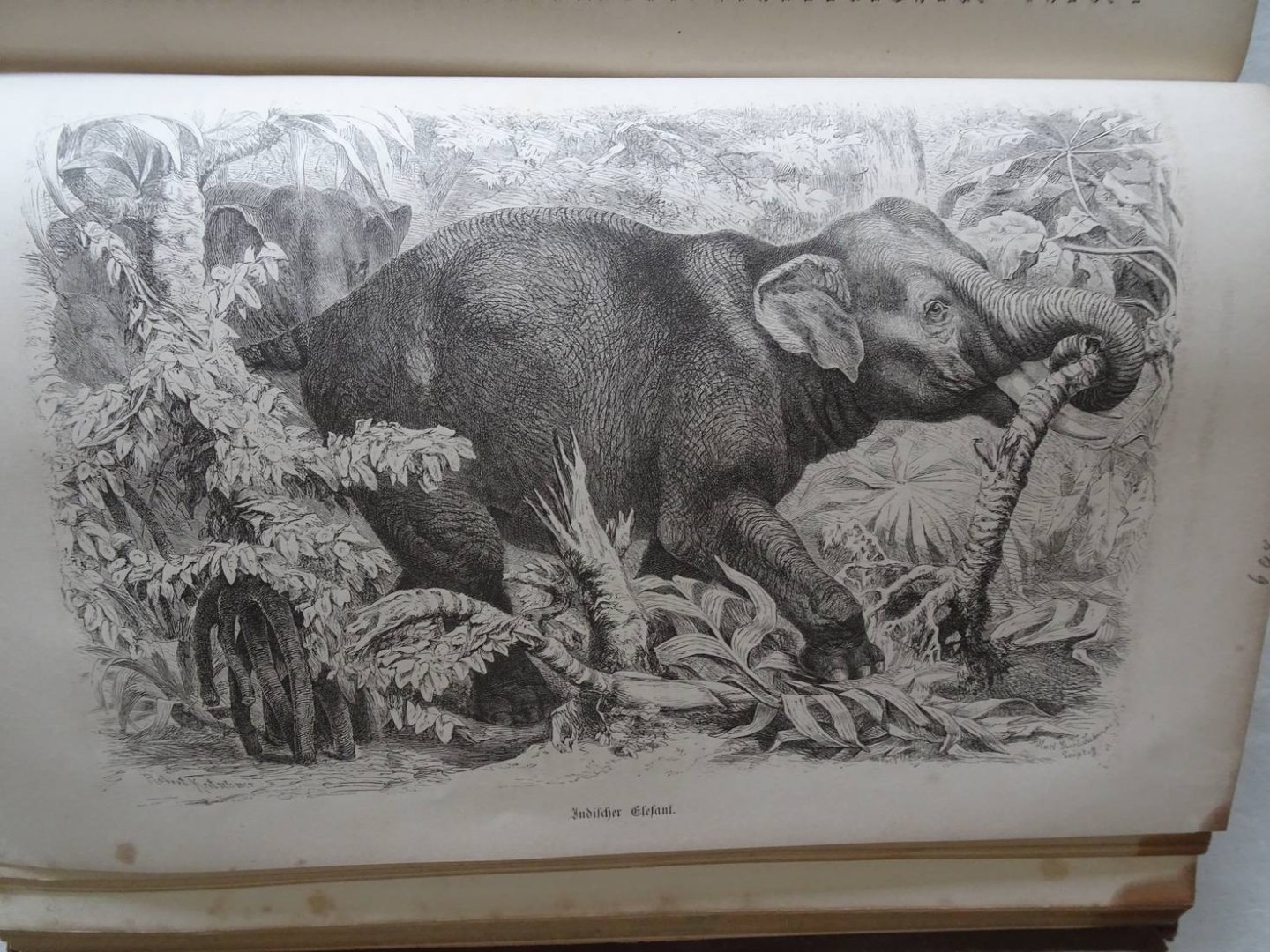 Brehm, A.F.. - Brehms Thierleben. Allgemeine Kunde des Thierreichs. Mit Abbildungen, ausgeführt unter Leitung von R. Kretschmer. Zweiter Band.