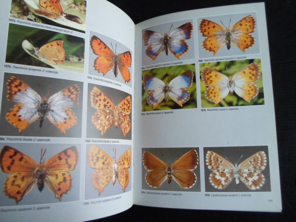 Migdoll, Ivor - Field Guide to the Butterflies of Southern Africa