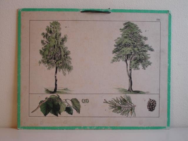 No name. - Educational Print.