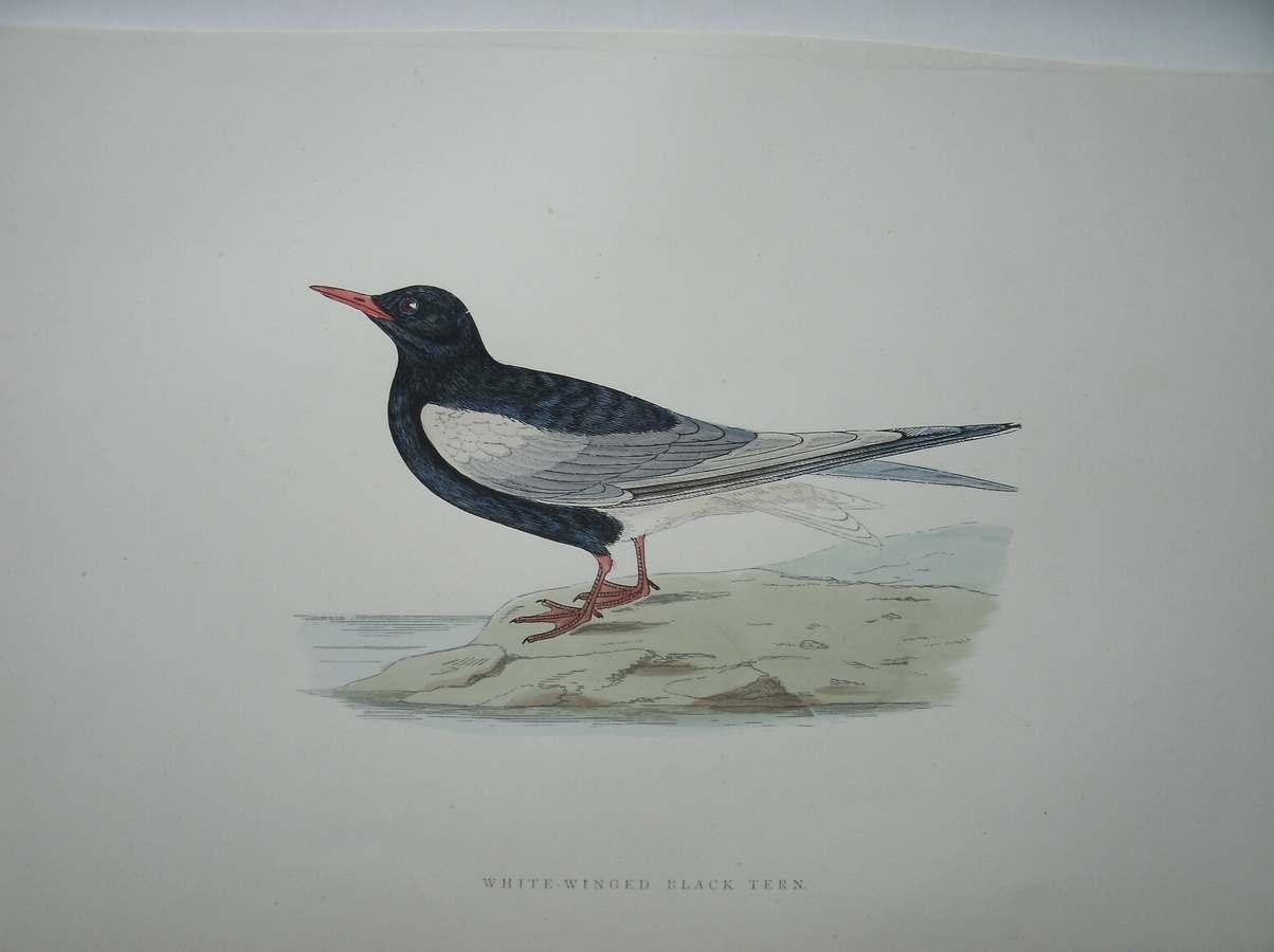 antique print (prent) - White winged black Tern. Bird print. (Witvleugelstern).