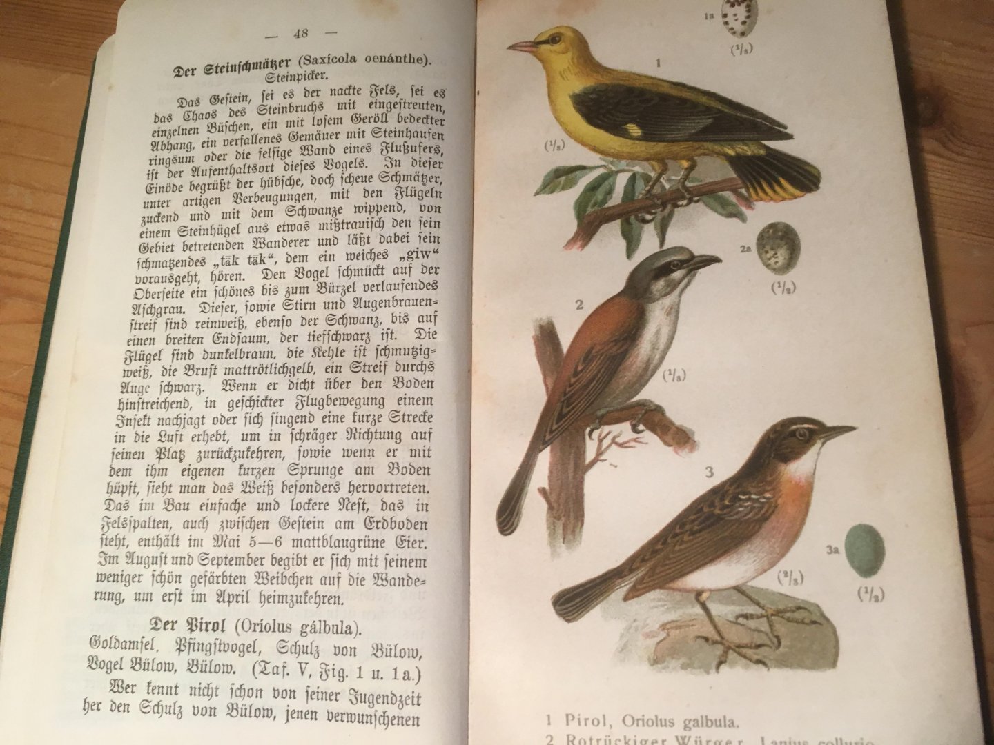 Hermann, Rudolf - Vögel und Vogelstimmen