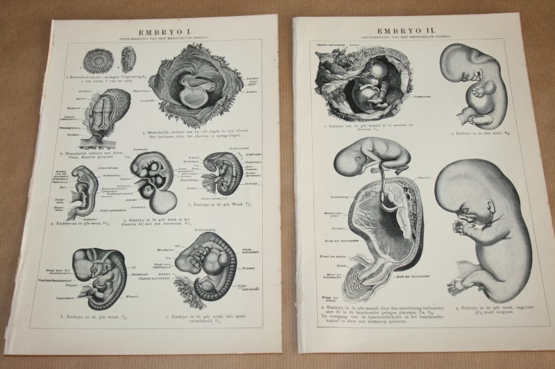  - 2 oude prenten - Embryo's - circa 1900