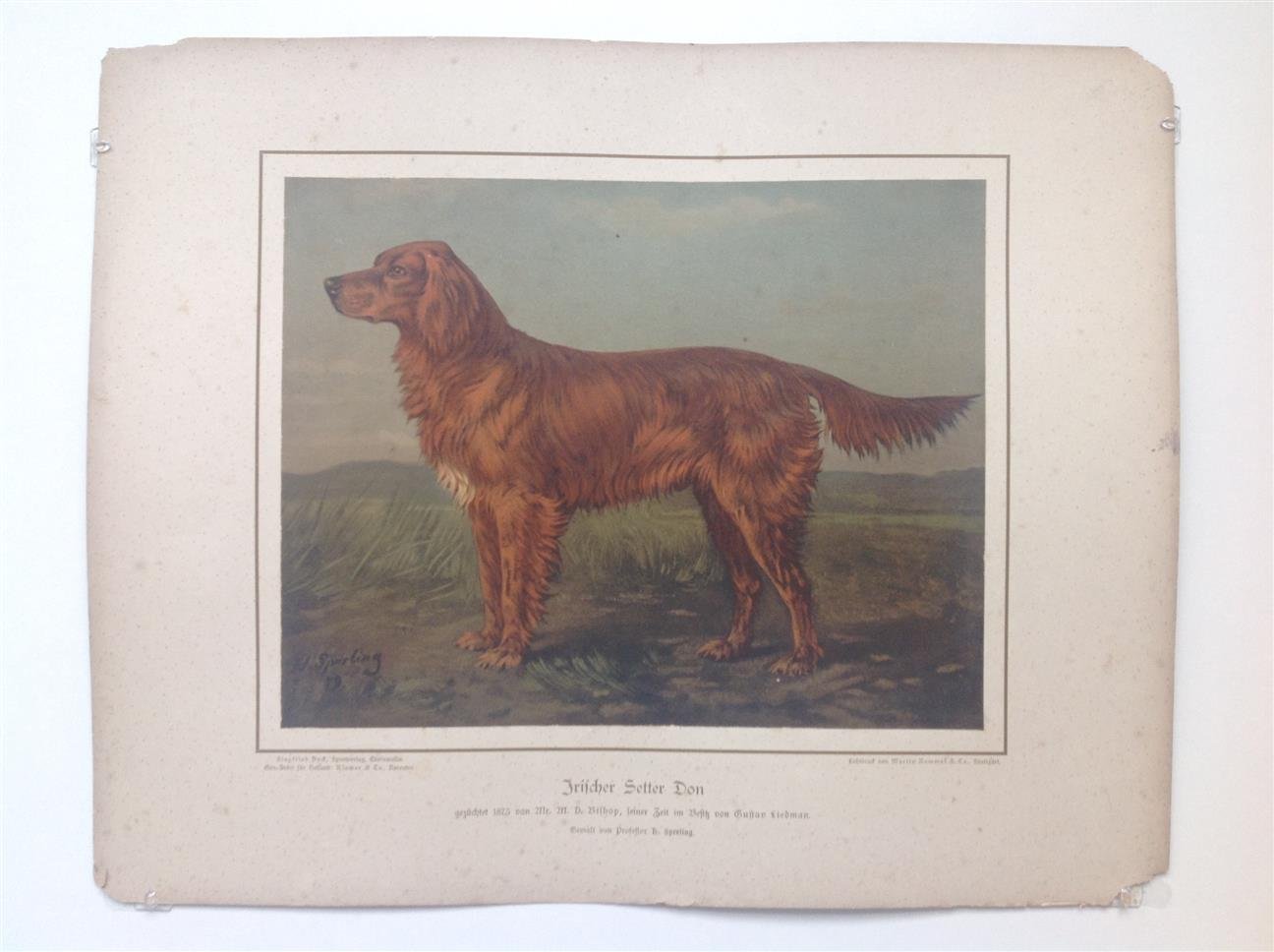 H. Sperling - lithograaf : Wilhelm Greve - (DECORATIEVE PRENT,  LITHO - DECORATIVE PRINT, LITHOGRAPH -) Rashond - Ierse Setter / Irish Setter Dog