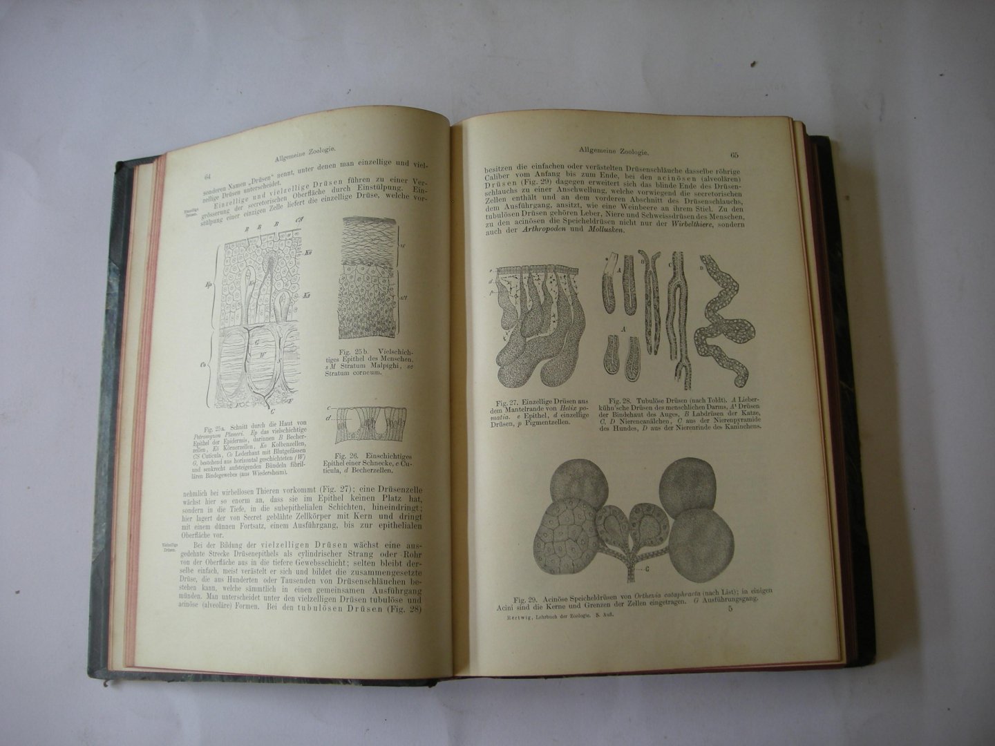 Hertwig, Dr. Richard - Lehrbuch der Zoologie