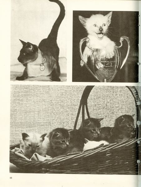 Sayer , Angela .. Vertaling J. Honders, - De kleurrijke wereld van de kat.
