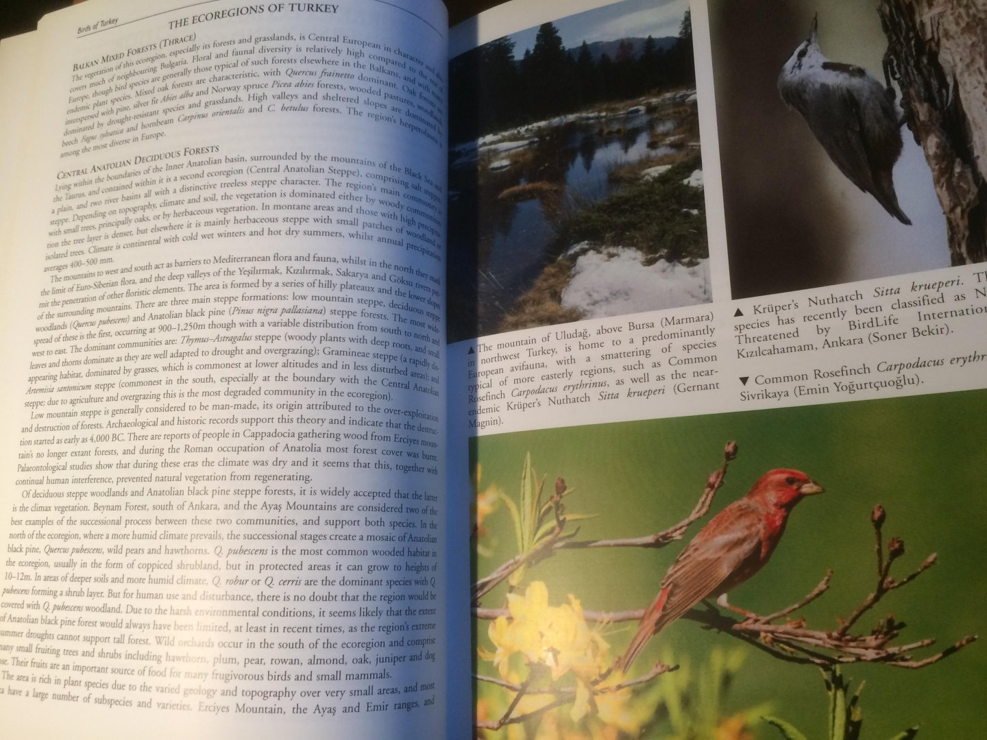 Kirwan, Boyla, Castell, Demirci eva - The Birds of Turkey