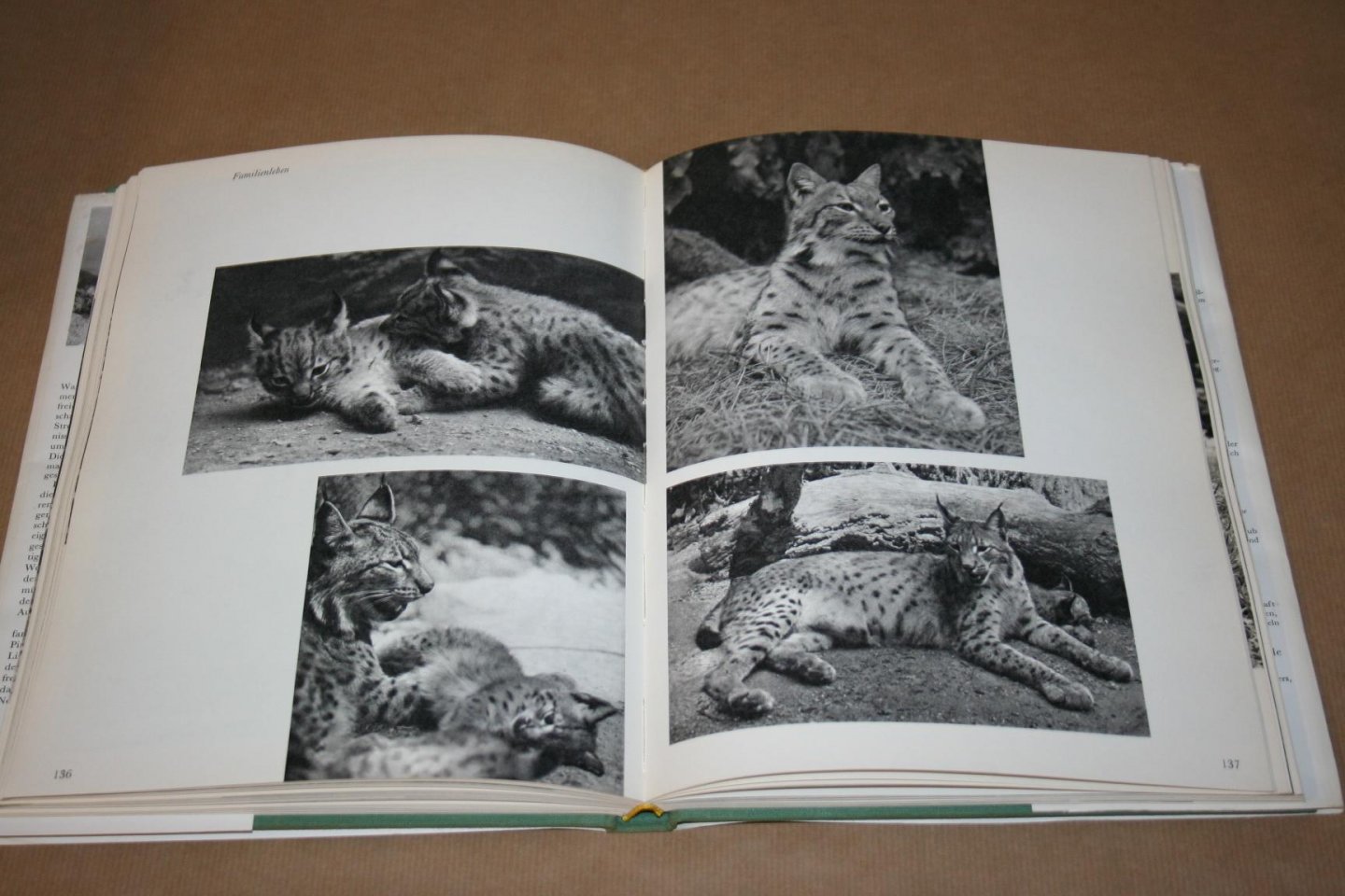 Jaroslav Holecek - Die stille Jagd -- Mit der Kamera auf der Pirsch