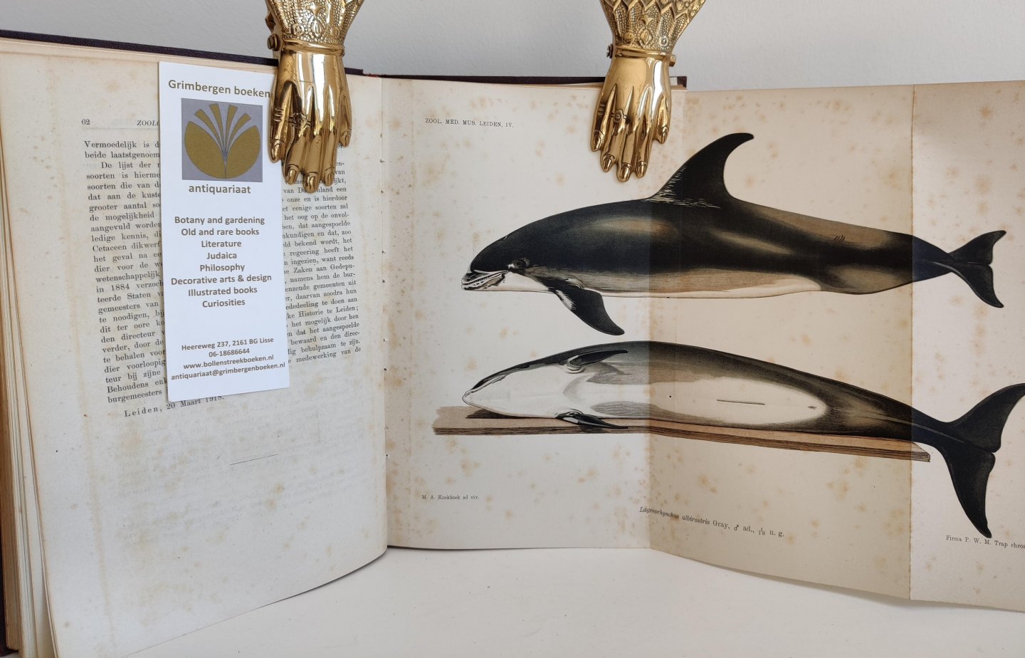 Deinse, A. B. van - 1 Over de potvisschen in Nederland gestrand tusschen de jaren 1531-1788; 2 Over een te Noordwijk aan Zee aangespoelden Lagenorhynchus albirostris witsnuitdolfijn] door E. D. van Oort. 3. Over de vinvisschen in de landen om de Noordzee, gestran...