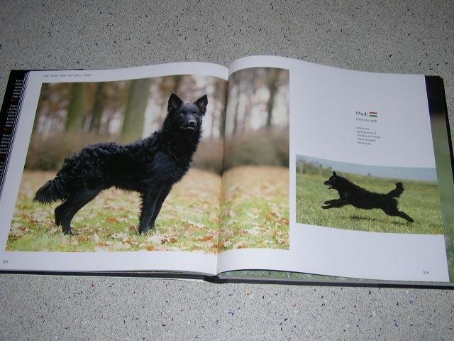 Diverse Auteurs - Twee delen Dogs  A G en H Z  ( Hunde - Chiens Cani - Perros - Honden . ) ( prijs is voor de twee delen samen )