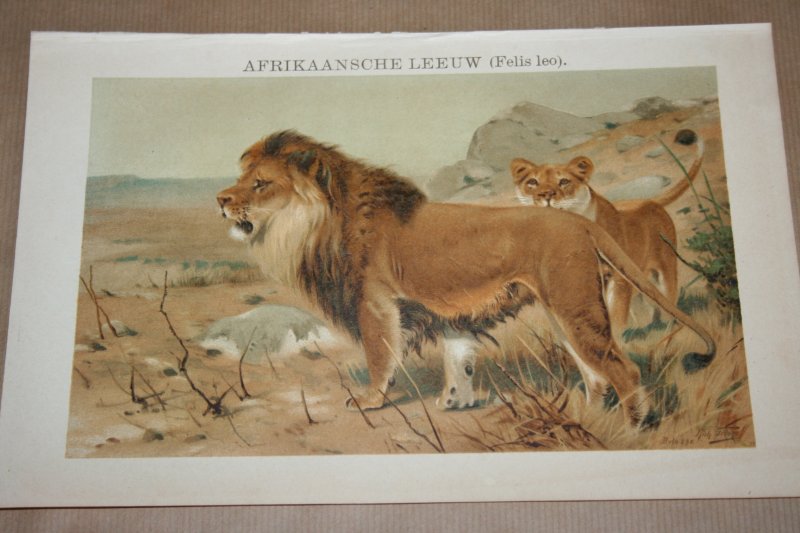  - Antieke kleuren lithografie - Afrikaanse leeuw - circa 1905
