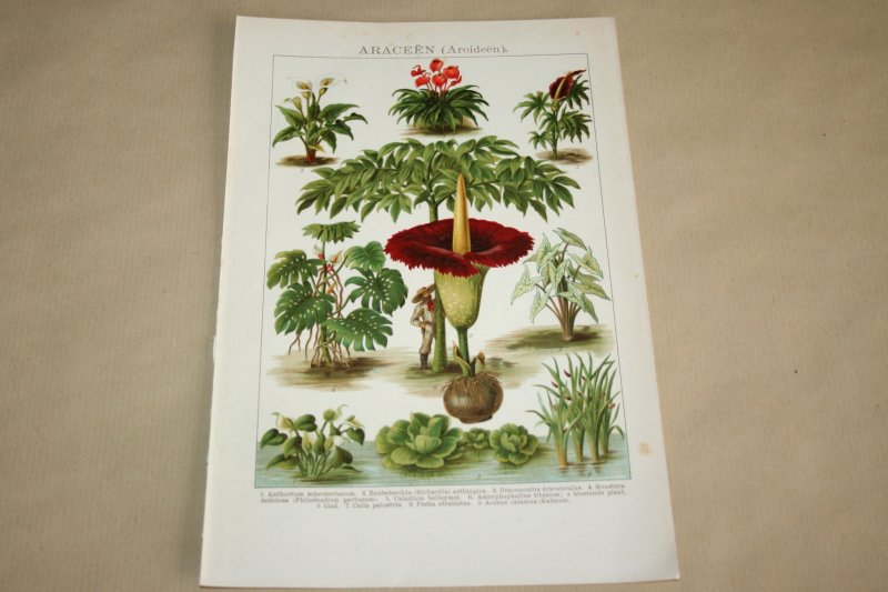  - Antieke kleuren lithografie - Planten Araceeën - circa 1905