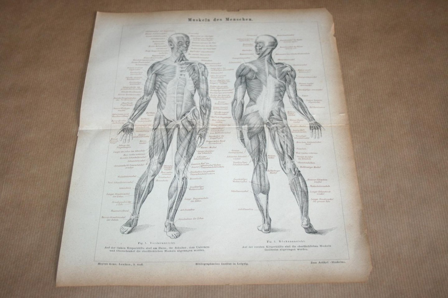  - Antieke prent - Anatomie van de mens - Spieren van de mens - Circa 1875