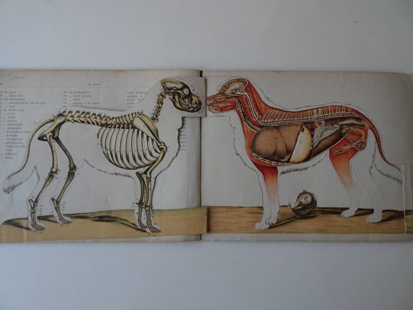 Stüven, W.S.. - De hond, zijn lichaamsbouw en zijne inwendige organen. Aanschouwelijk voorgesteld door 5 gekleurde, beweegbare platen en verklarenden tekst, voor fokkers en liefhebbers van honden.