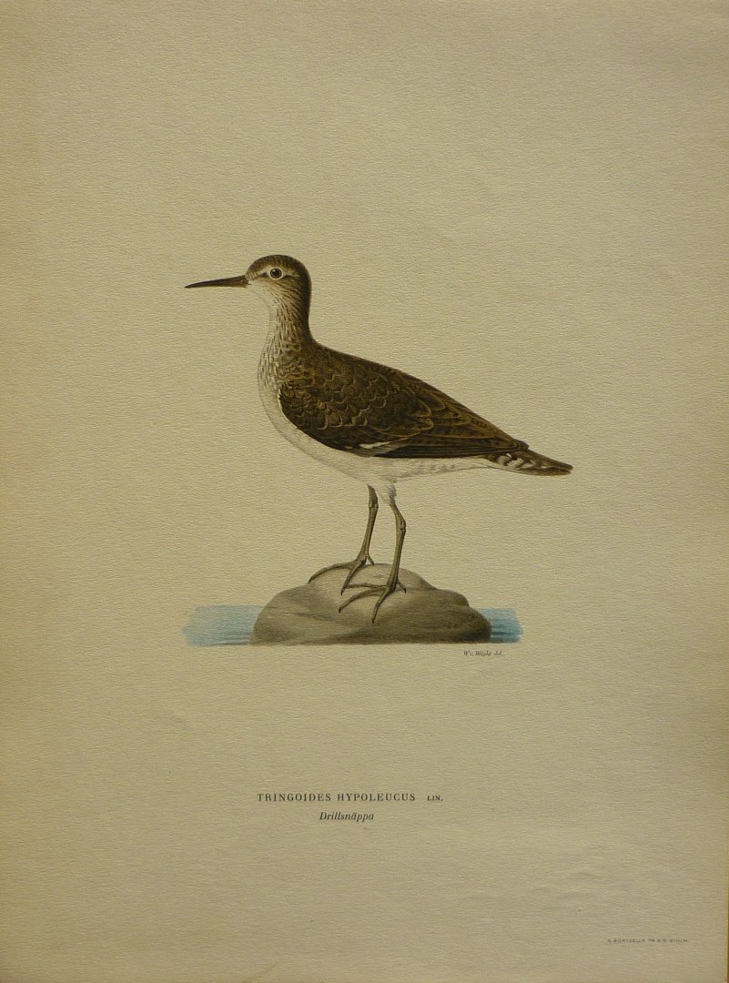 Wright, M. W. und F. von - Tringoides Hypoleucus Lin. Originele litho uit Svenska fåglar