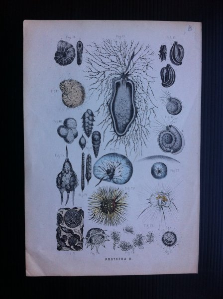  - Oude 19e eeuwse prent Protozoa