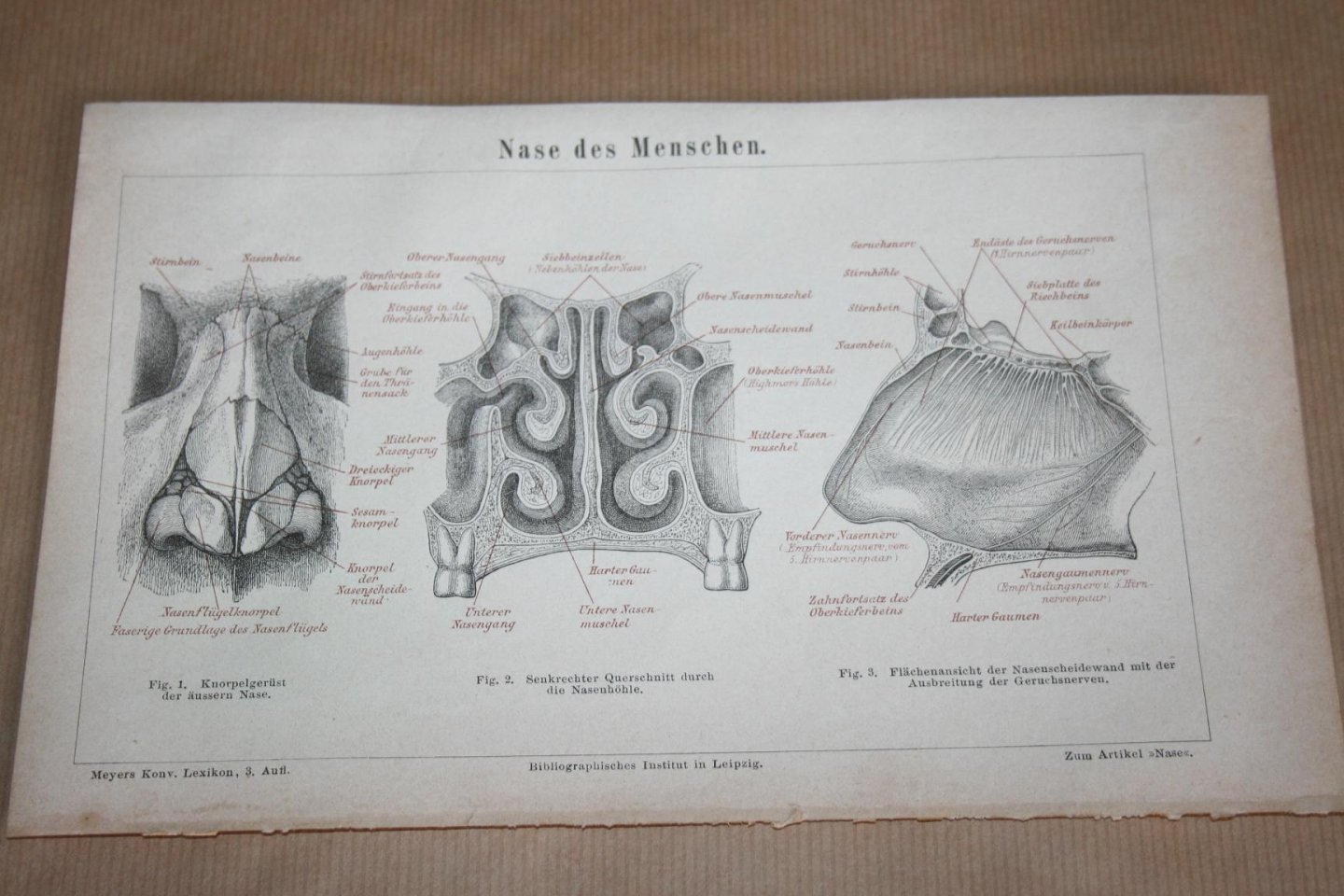  - Antieke prent - Anatomie Neus van de mens  - Circa 1875