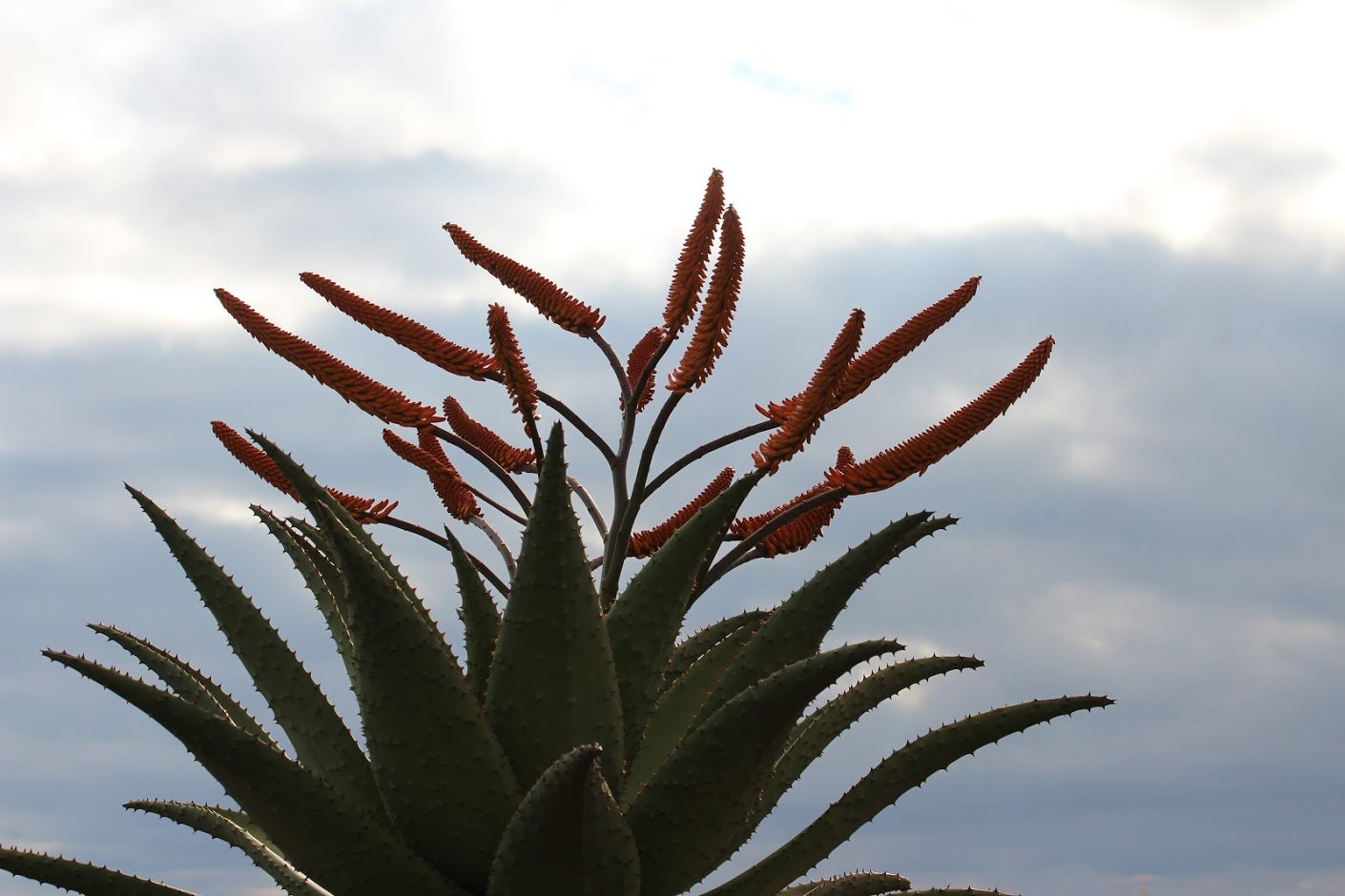 Reynolds, Gilbert Westacott - The Aloes of South Africa