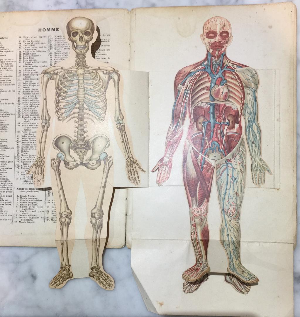 Docteur Vernon - Atlas Anatomique